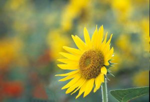 あなたの歌を歌っていてほしい