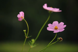 自分の本当の気持ちに目を向ける
