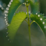春雨