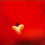 ありったけの愛を