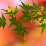 あの日のように