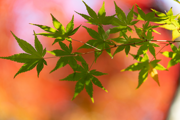 あの日のように